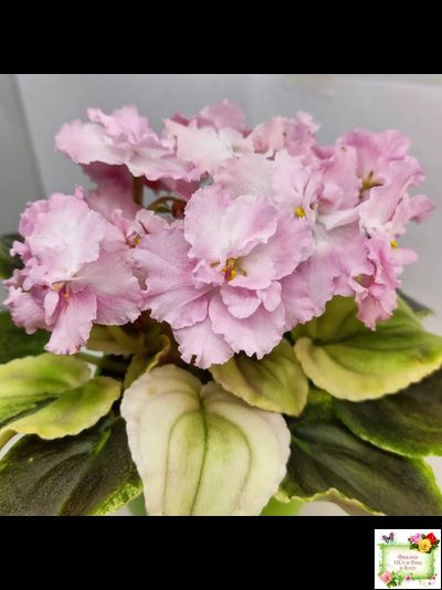 РС-Утренний Пляж (С. Репкина) 2020 г. (клакамас с кроновой пестролистностью)