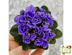 Blue Scoundrel micromini (P.Sorano/LLG) (Блю Ска́ндрел) микроминиатюра