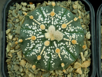 Astrophytum asterias SK x AS KIKKO (1140.1) - 10 семян