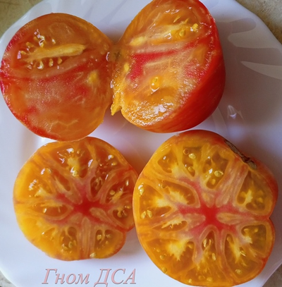 Томат Гном ДСА (Dwarf DSA), США