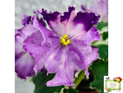 ПТ-Сиреневый Тюль (Т. Пугачева) 2023 г.