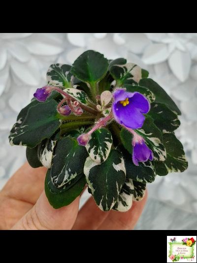 Н-Синий Лён (Н. Бердникова) 2015 г. трейлер