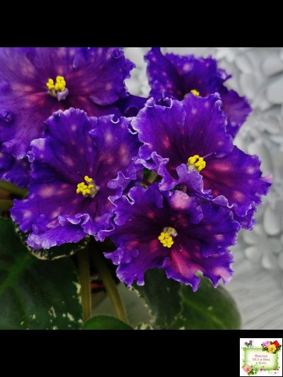 Nik-Сокровище Каравана (Н. Булко) 2022 г.