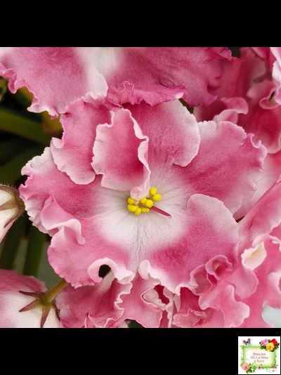 НД-Морковка (Н. Данилова-Суворова) 2021 г. (лист посажен 26.02.26)