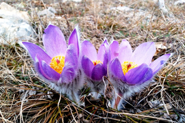 Тур в горы Крыма весной, Прострел Крымский