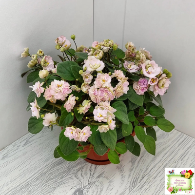 Pink Mint (S.Sorano) трейлер (пасынок срез)