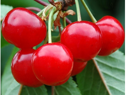 Склянка розовая(вишня)