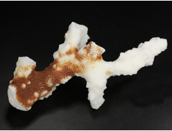 Коралл белый, коллекционный образец, Китай (120*60*40 мм, 55 г) №37701