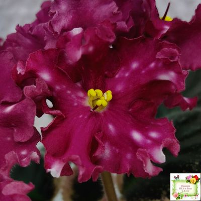 Rivermist Zeeva (J. Baker) (лист посажен 27/01/26)