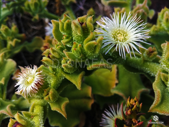 Хрустальная травка (Mesembryanthemum Crystallinum)