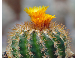 Parodia bilbaoensis L 384 - 10 семян