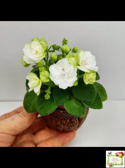 Irish Flirt mini (S.Sorano)