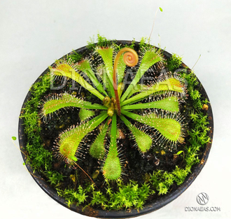 Drosera "Collinsiae"