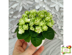 Hunter's Cabbage Goddess (K. Muzalewski)