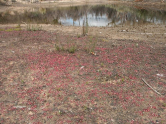 Drosera "Pygmaea"