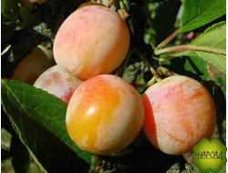 Слива "Память Тимирязева"