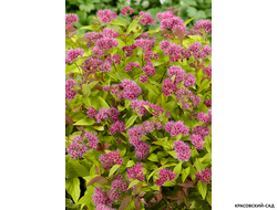 Купить Спирею Спарклинг Шампейн в Москве в питомнике красовский-сад.рф