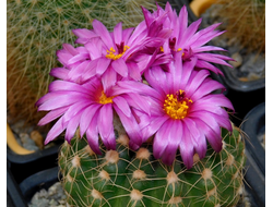 Notocactus uebelmannianus v.nilsonii aff. VG-1636 - 5 семян