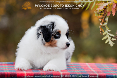 Щенок mas - мальчик с СИНИМ ошейничком Д-2025, окрас голубой мрамор с подпалом, на фото 2 мес