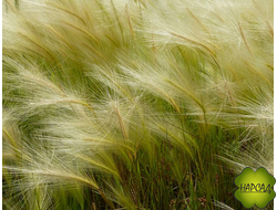 ЯЧМЕНЬ ГРИВАСТЫЙ. ДЕКОРАТИВНЫЙ ЗЛАК