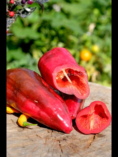 Перец сладкий Najerano Pepper (Нажеранский), 10 шт