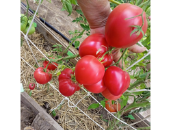 Томат Медвежье сердце