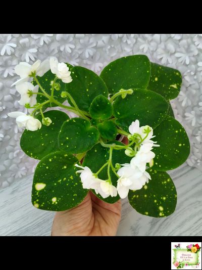 ШН-Космическая Фея (Н. Шушакова) 2019 г.