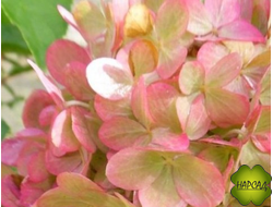 ГОРТЕНЗИЯ МЕТЕЛЬЧАТАЯ "ПАСТЕЛЬ ГРИН" (СОРТ-ХАМЕЛЕОН) саженец 20 см