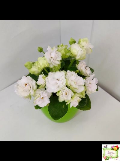 Irish Flirt mini (S.Sorano)