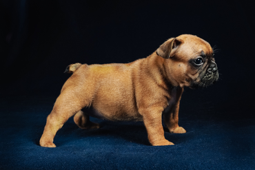 Фотосъёмка щенков французского бульдога