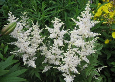 Астильба японская Avalanche, C2