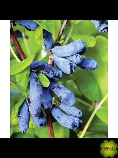 Жимолость "ВОЛХОВА" ( с земляничным вкусом)