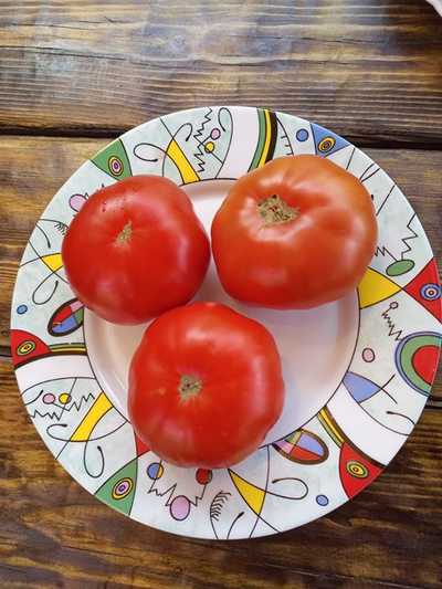 Томат Санта Лючия, (Sainte Lucie) США