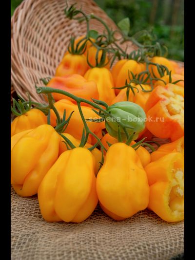 Томат Drapee (Драпированный), 10 шт