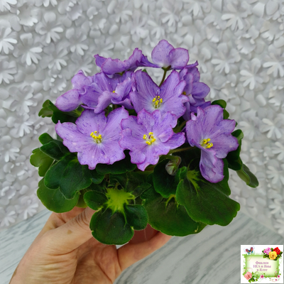 АВ-Девочка с Севера (Фиалковод) 2021 г.