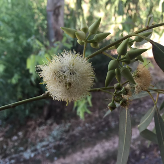 Эвкалипт шаровидный (Eucalyptus globulus) (5 мл) - 100% натуральное эфирное масло