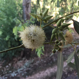 Эвкалипт шаровидный (Eucalyptus globulus) (10 мл) - 100% натуральное эфирное масло