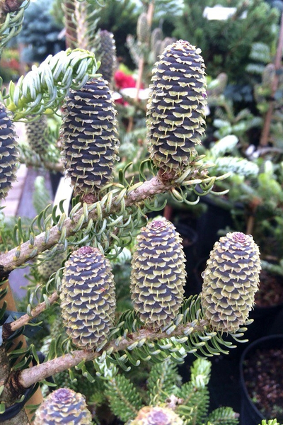 Пихта корейская Silberlocke