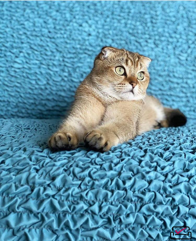 Чехол на кресло Микрофибра Бирюзовый. Защита мягкой мебели от животных. ИТАЛИЯ