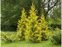 Туя западная Golden Brabant, C2