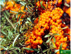 Облепиха "Самородок"