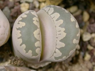 Lithops otzeniana C350 (MG-1687.3) - 10 семян