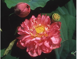 Лотос Момо Ботан (Momo Botan)