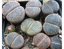 Lithops aucampiae C366 (MG) - 10 семян