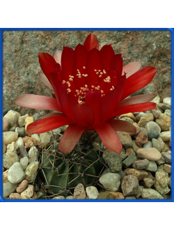 Lobivia salitrensis BLMT 63.01