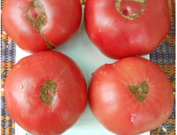 Томат Прекрасный Таппи (Tappys Finist, Италия)