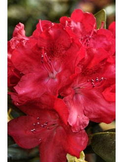 Рододендрон Busuki