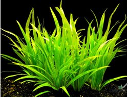 Эхинодорус квадрикостатус