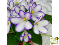 2А-Проба Пера (Е. Кольцова) 2024 г. (сортовая розетка)