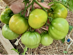 Томат Ирландский ликер